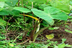 Colocasia esculenta